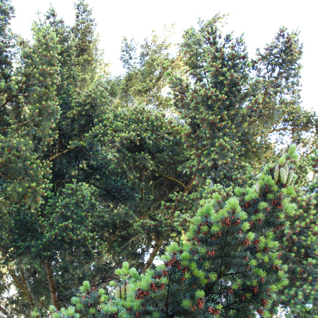 douglas fir canopy