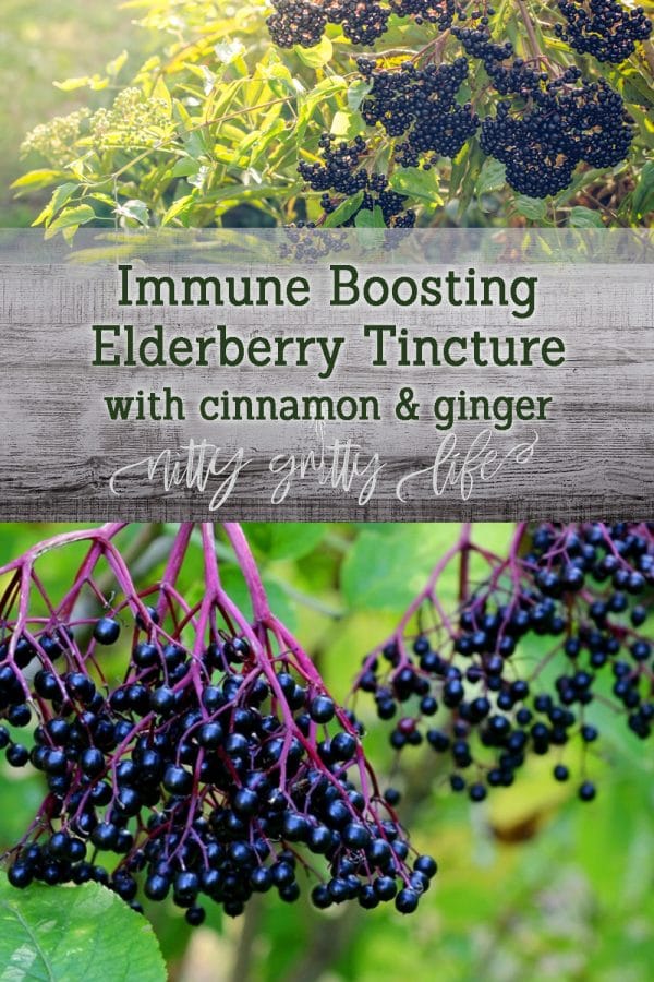 Elderberry Tincture with Ginger and Cinnamon