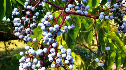 elderberry