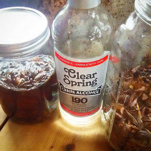 Cottonwood Buds Balm of Gilead & Tincture Nitty Gritty Life