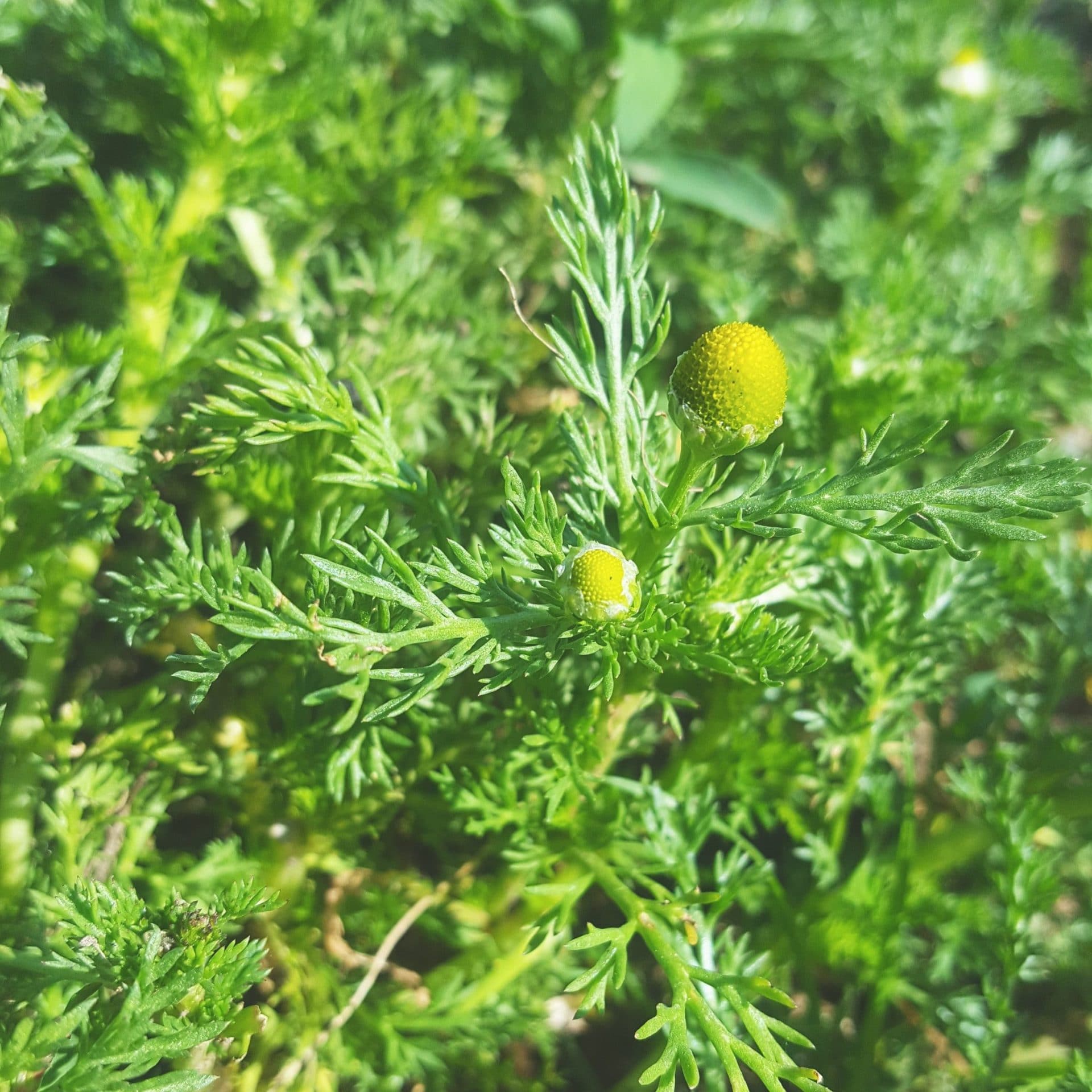 Wonderful Wildflower Jam With Red Clover & Pineapple Weed Nitty