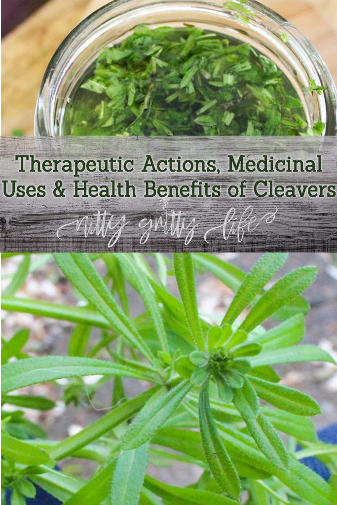 Therapeutic Actions & Health Benefits of Cleavers Herb