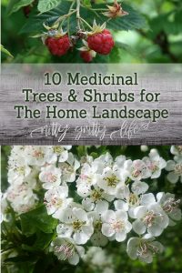 10 medicinal trees and shrubs