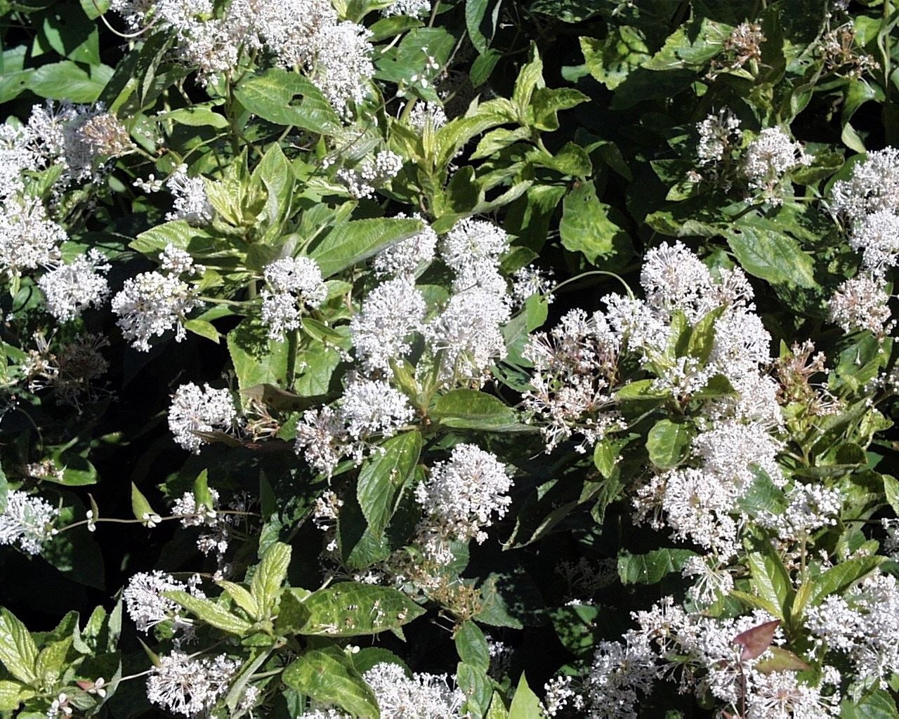 Lymphatic Herbs: Ceanothus, Red Root for Healthy Lymph Function
