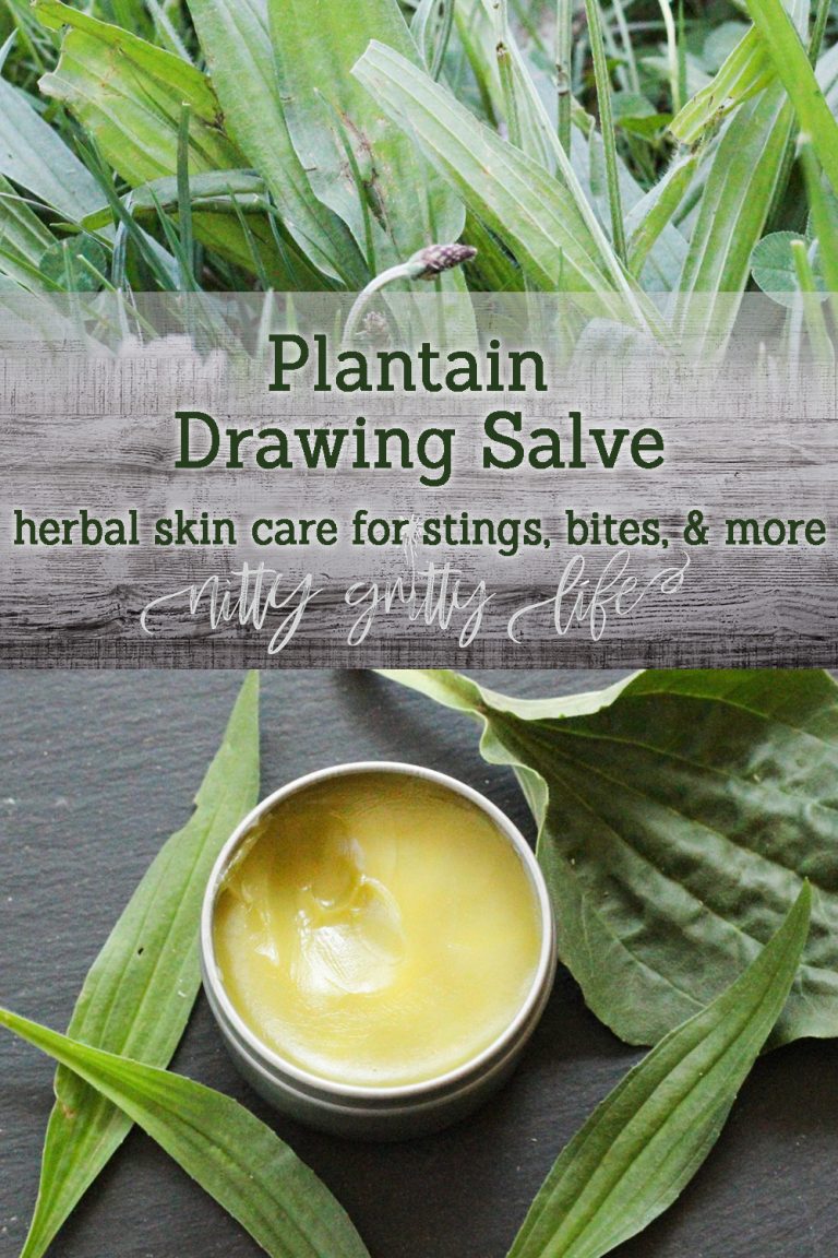 Plantain Medicinal Uses & Herbal Drawing Salve Recipe