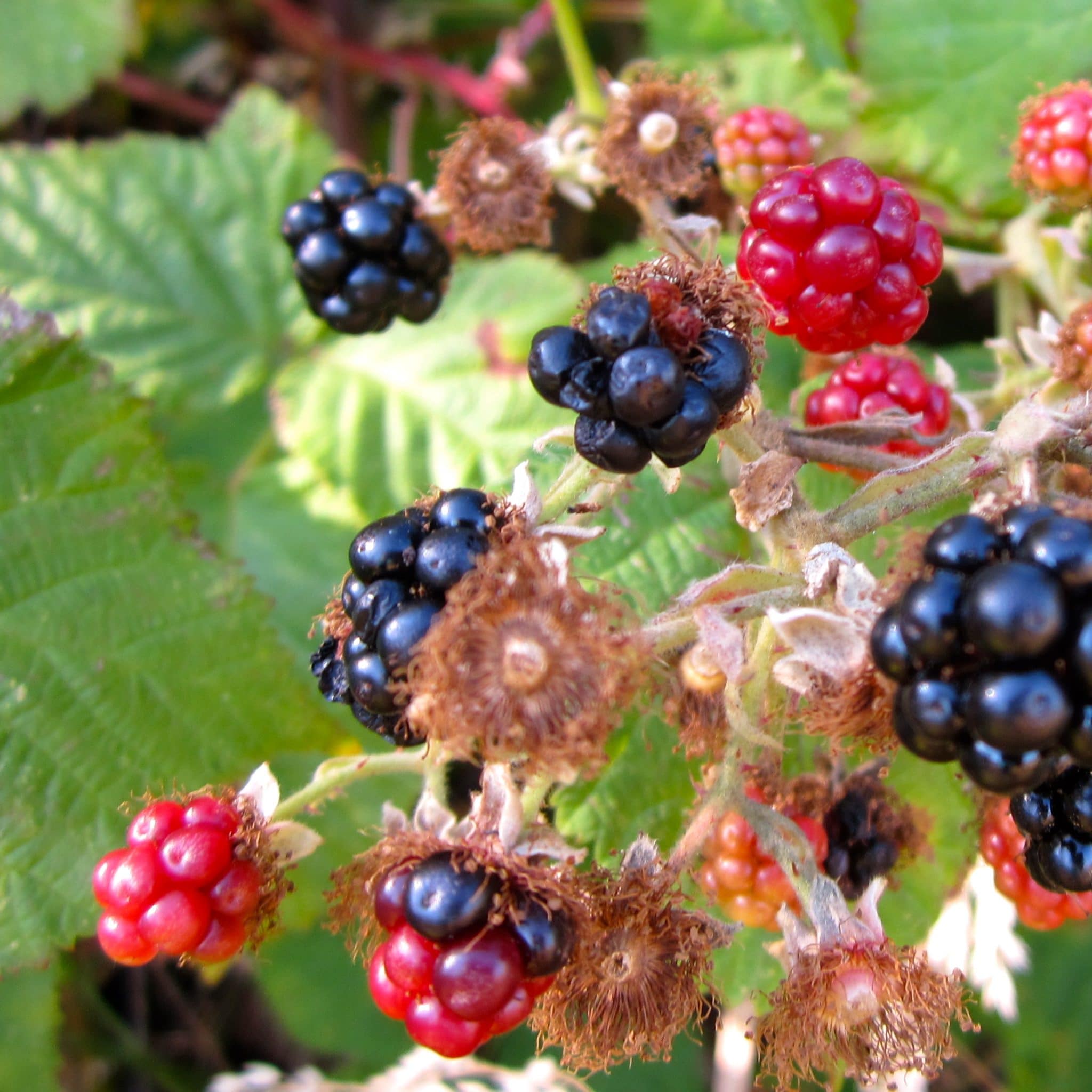 Drinking Vinegar Foraged Wild Blackberry Sage Shrub for Summer Drinks