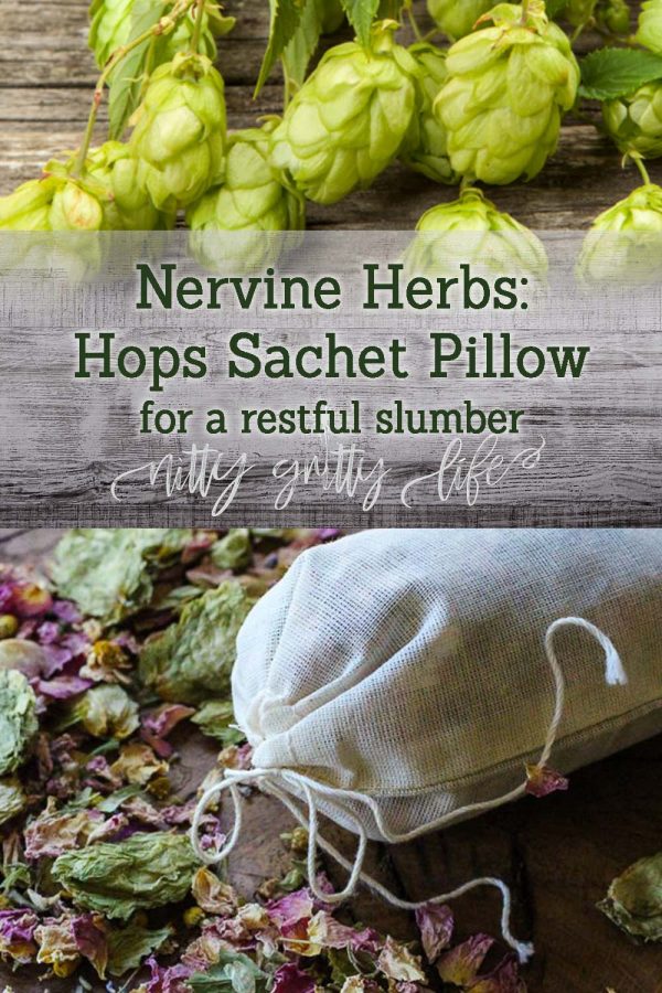 Nervine Herbs Hops for Relaxation & a Restful Night's Sleep