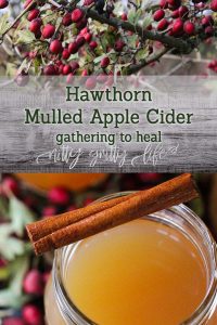 Hawthorn Mulled Apple Cider