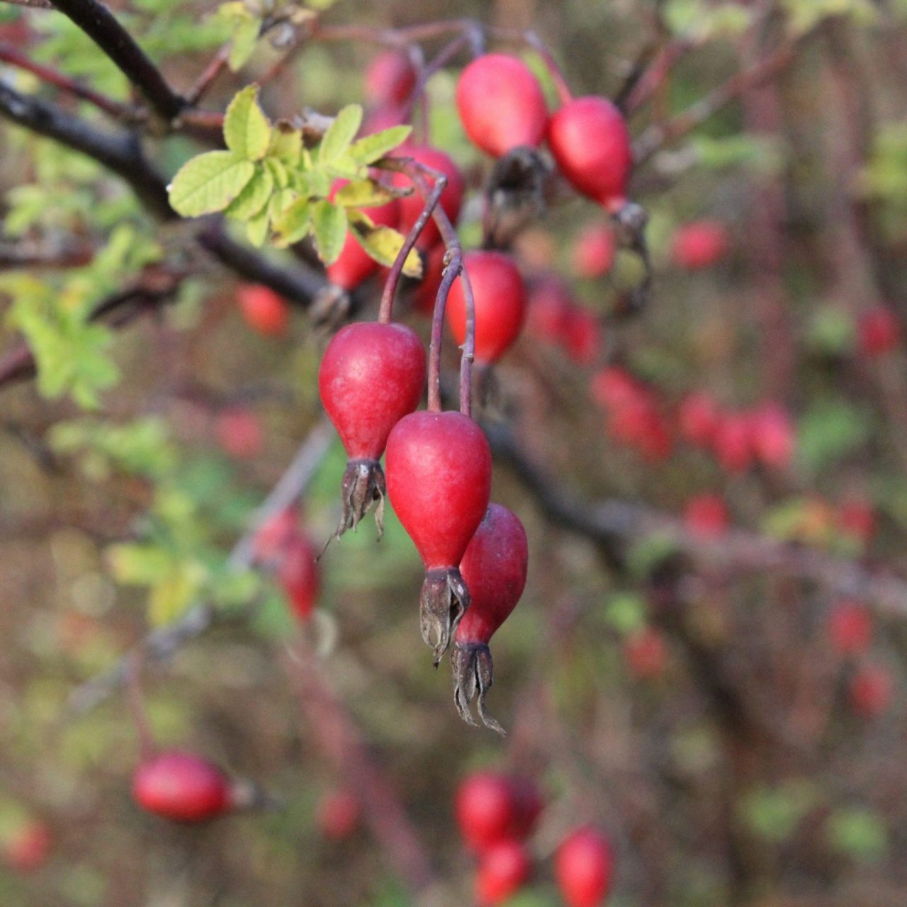 Elderberry Immunity Syrup with Rose Hips and Astragalus