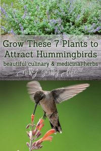 Herbs to Attract Hummingbirds