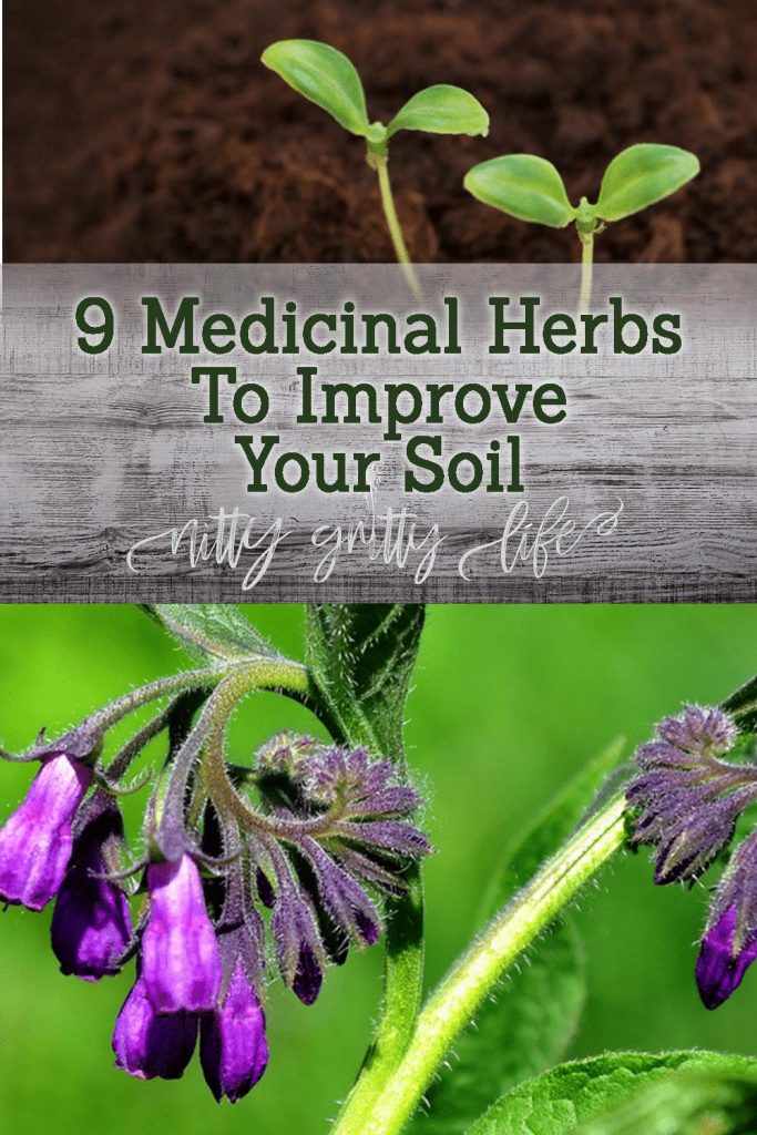 9 Herbs to Improve Your Soil Nutrient Accumulation & PhytoRemediation