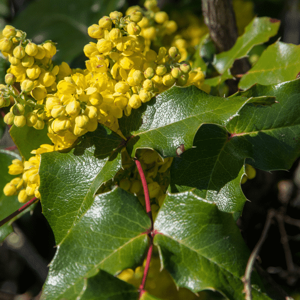 Oregon grape holly Mahonia aquifolium