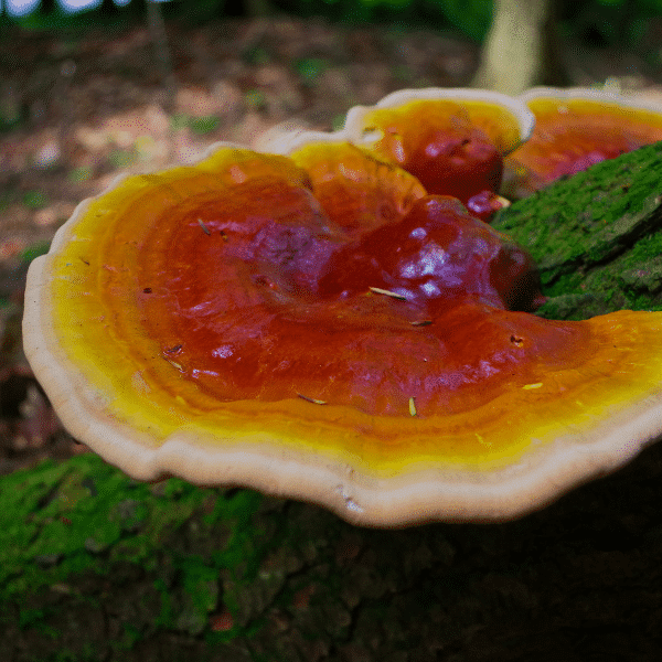 reishi for dual extraction tincture