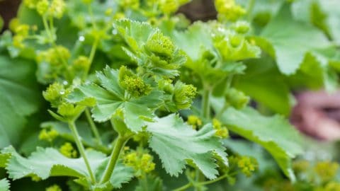 lady's mantle in bloom - health benefits of lady's mantle