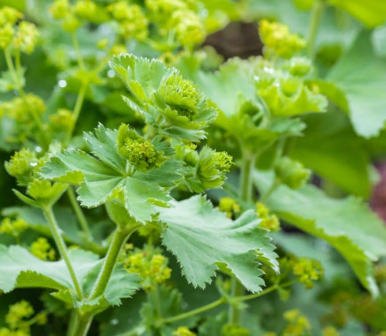 lady's mantle in bloom - health benefits of lady's mantle