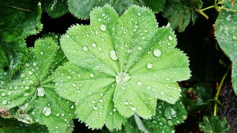 lady's mantle leaves - how to grow lady's mantle